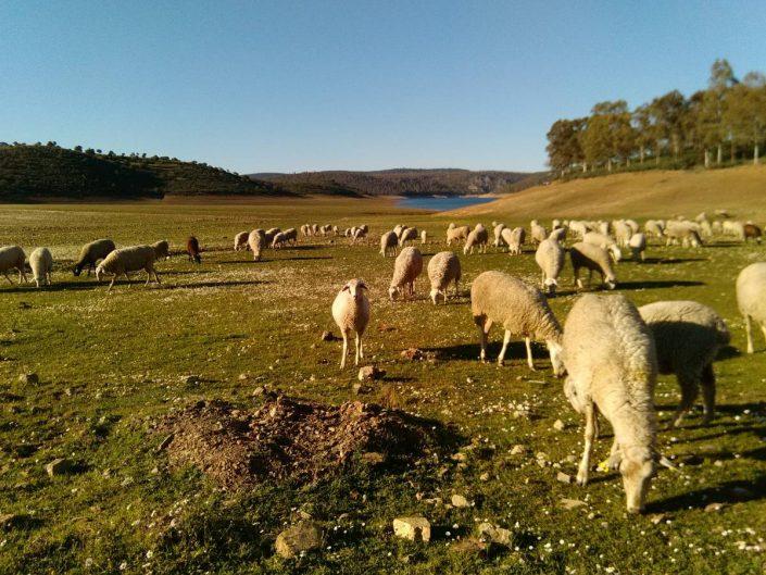 paysage lac de cijara