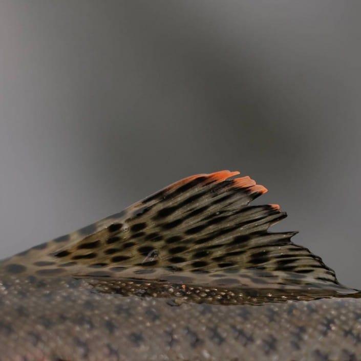 robert-pljuscec-sakura-fishing croatia colored dorsal fin rainbow trout