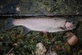 robert-pljuscec-sakura-fishing croatia rainbow trout with trinis neo 632ulst