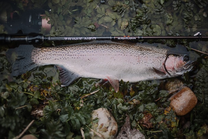 robert-pljuscec-sakura-fishing croatia rainbow trout with trinis neo 632ulst