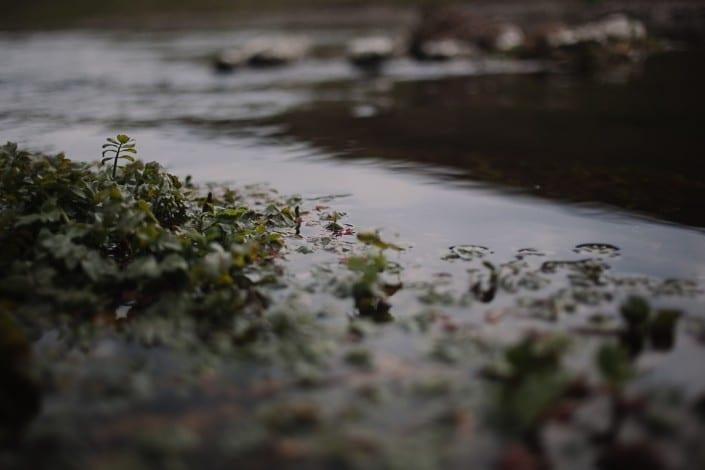 vegetation aquatique sur saint mary channel by robert pljuscec