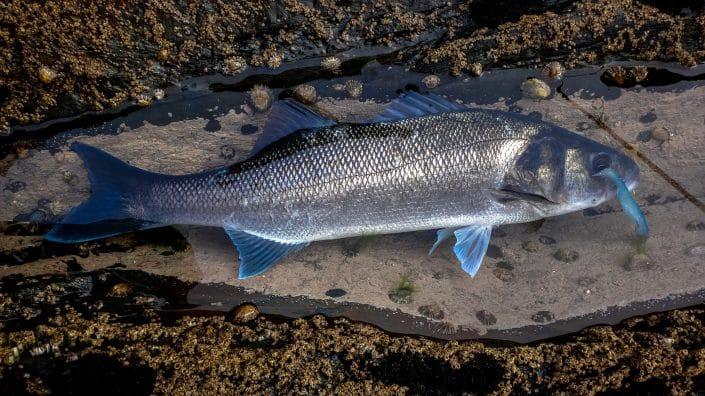 bar pris sur un tex shad 100 coloris 03 de sakura fishing