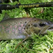 brown trout caught on sakura slit shad ayu 50 by goran