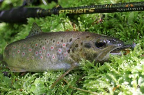 brown trout caught on sakura slit shad ayu 50 by goran