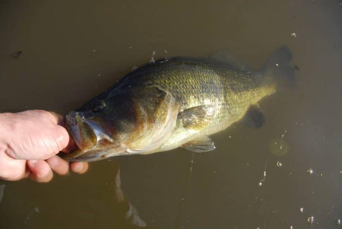 Bass du Louisiana Delta