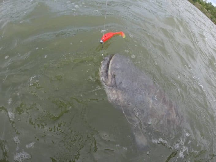 Gros silure pris au Slit Shad 200