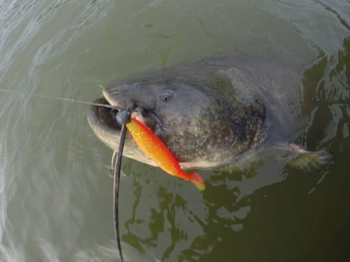 le Slit Shad 200 Sakura est très efficace sur les silures