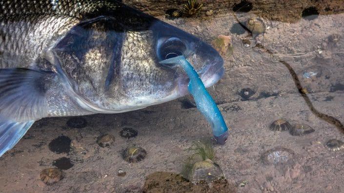 gros plan sur un bar pris sur un tex shad 100 coloris 03 de sakura fishing