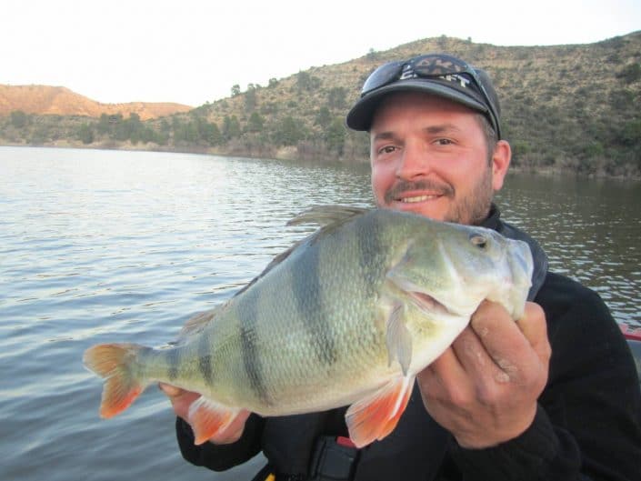 nice perch caught on sakura soukouss blade in mequinenza by loic domergue