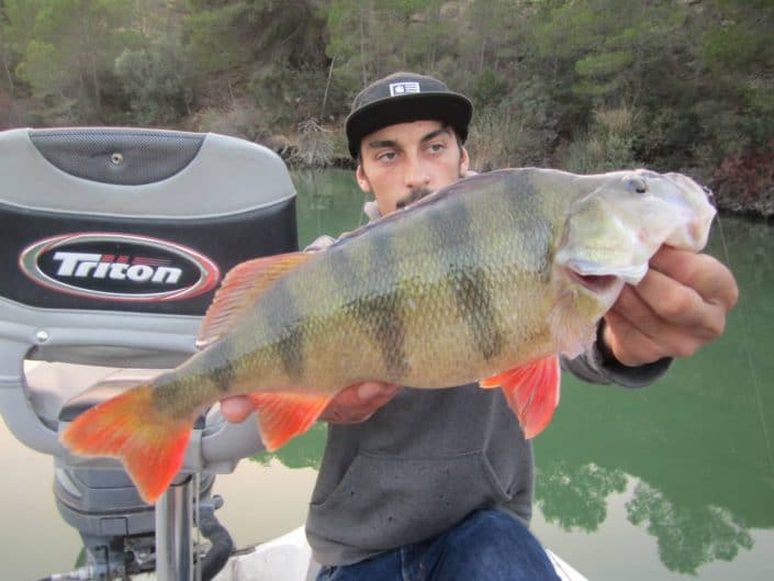 nice perch from caspe by loic domergue team sakura