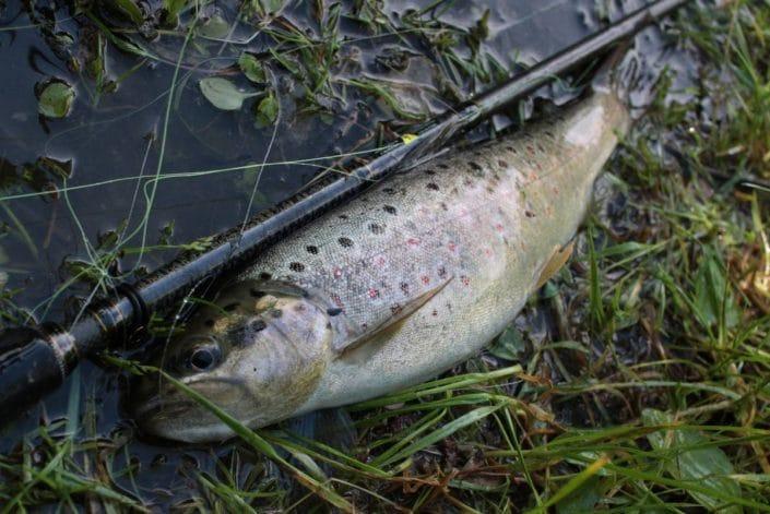 nice trout caught by goran Piscak from team sakura croatia