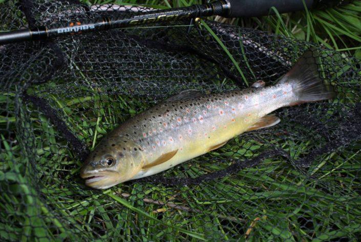 nice trout from dobra river caught by goran of sakura fishing team in croatia
