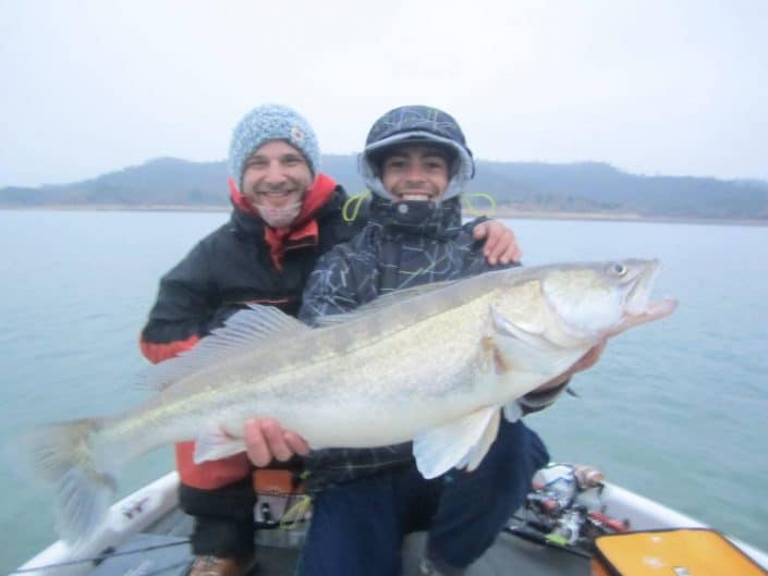 sandre record pris sur un zander k avec loic domergue guide de peche