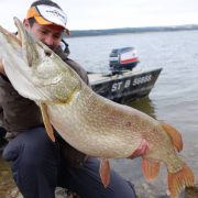 Brochet attrapé à l’aide d’un slit shad 200 avec montage 360°, le tout sans ardillons