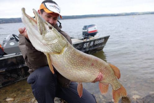 Brochet attrapé à l’aide d’un slit shad 200 avec montage 360°, le tout sans ardillons