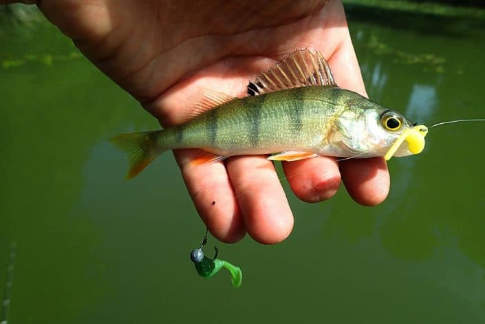 perche au drop shot avec slit shad de sakura sur tp pour plomber le montage