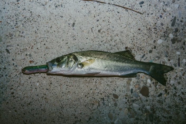 bass caught on a Mini mousty from sakura