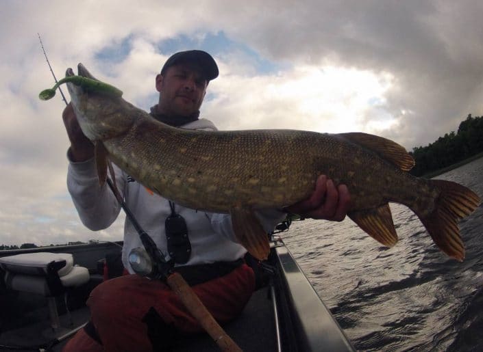 brochet pris sur au Slit Shad 175 dans les herbiers en Irlande