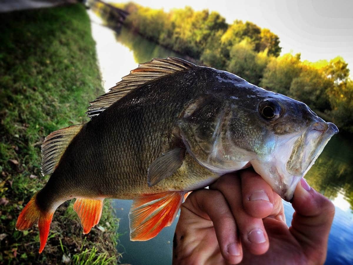 La pêche de la perche à vue, une approche pour gros poissons ! - DPSG