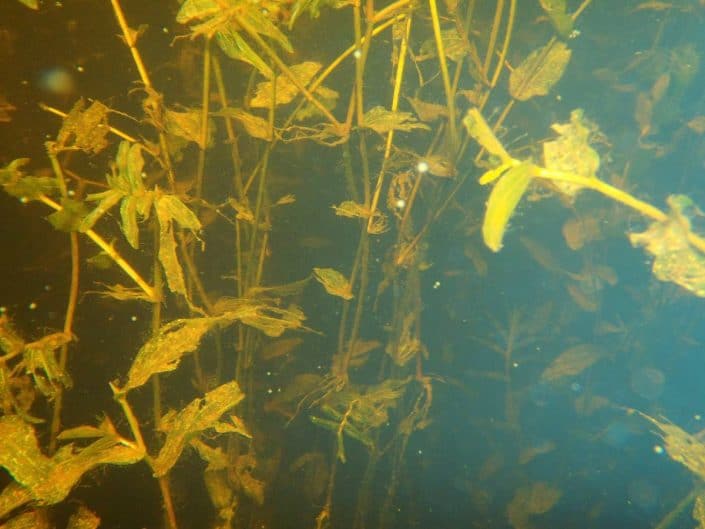 pondweed underwater picture