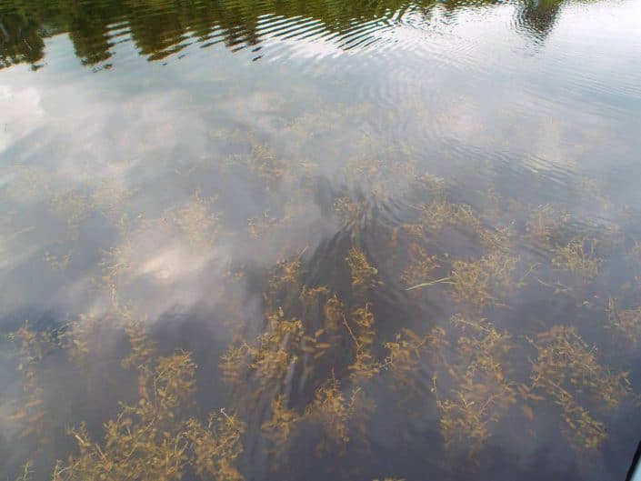 potamots dans l'eau en Irlande