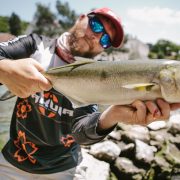 Robert Pljuscec from sakura croatia with a nice bluefish