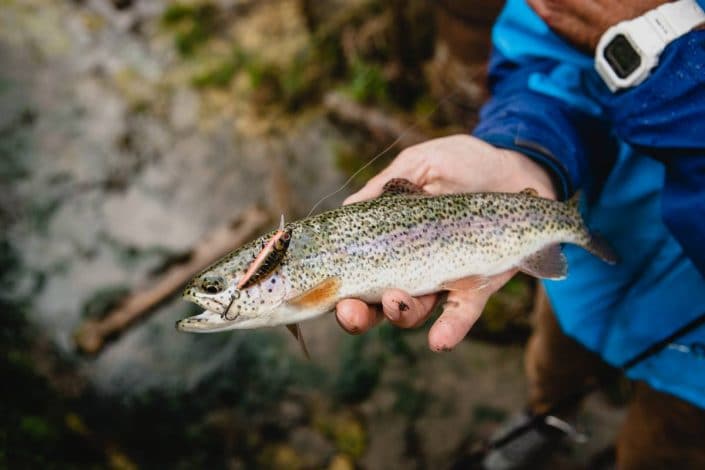 rainbow-trout-caught-on-phoxy-minnow-hw-sakura