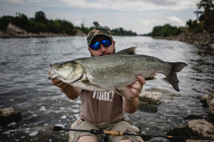 team-sakura-fishing-croatia-with-a-nice-asp-caught-on-sava