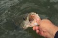 no-kill black bass