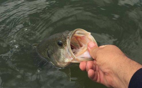 no-kill black bass