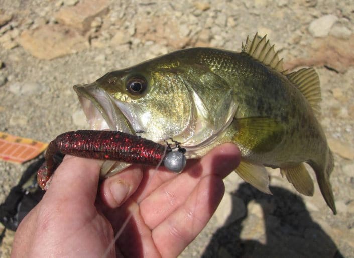 baby-bass marocain