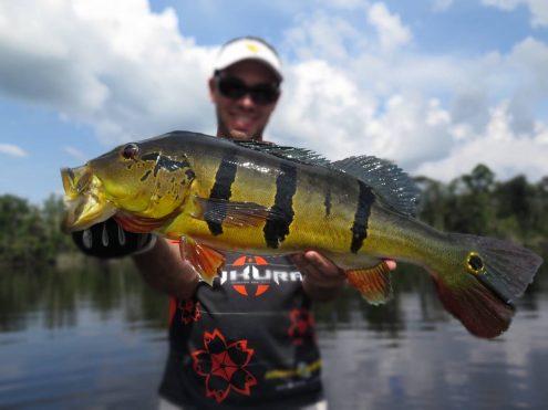 Joli peacock bass pour Tristan Poulain de la team Sakura