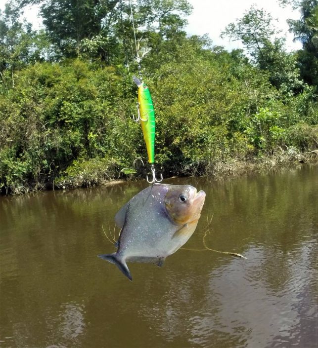 Piranha venu se frotter au Ruty Minnow Sakura