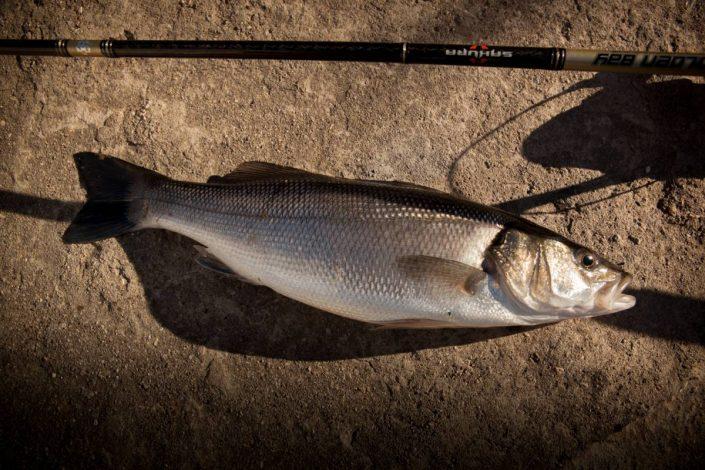 Nice sea bass in croatia by team sakura fishing robert pljuscec