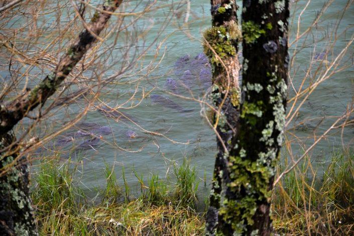 carpes dans un lac des açores