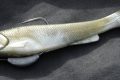 L16 Shad sakura