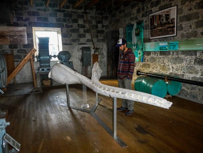 machoires de cachalot dans un musée aux açores