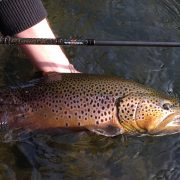 Truite fario en ariege pris sur une canne sakura players par jean servant guide de peche