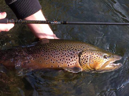 Truite fario en ariege pris sur une canne sakura players par jean servant guide de peche