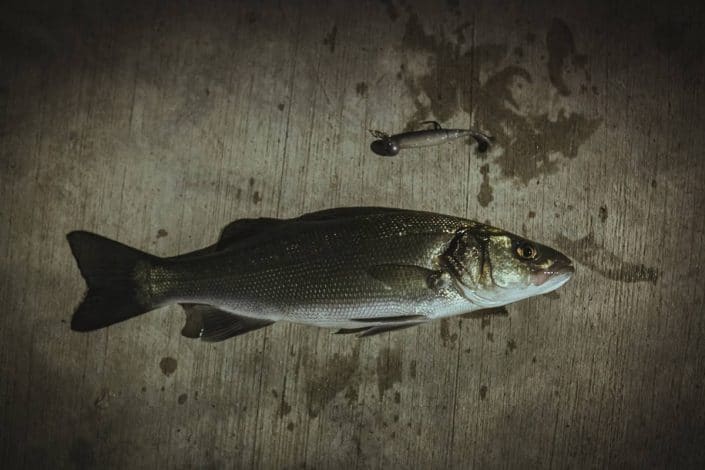 sea bass croatian caught with a sakura slit shad soft lure