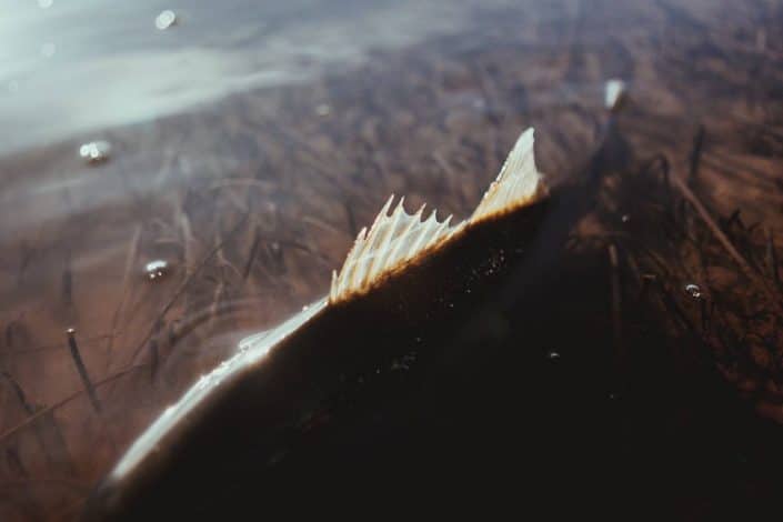 seabass in shallow water in south croatia picture by robert pljuscec