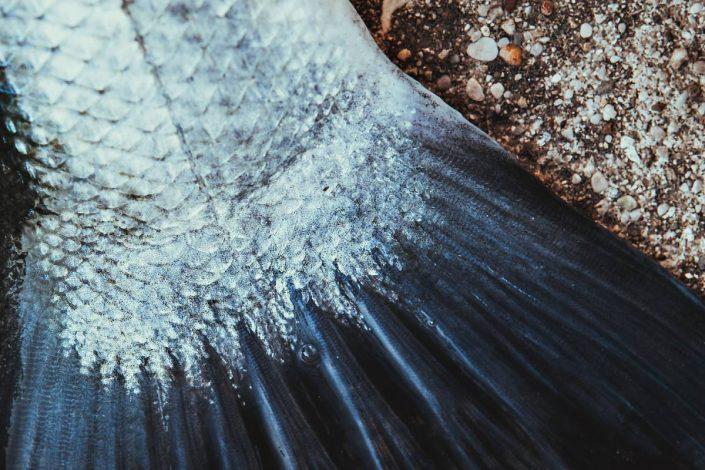 seabass tail picture done by robert pljuscec team sakura croatia