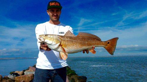 nice redfish caught by jean christophe david team sakura fishing on slit shad