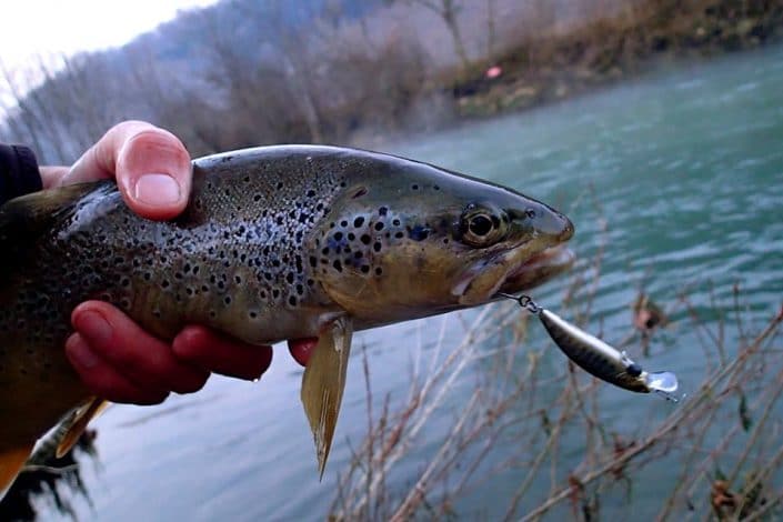 hameçon simple et lestage ventral pour ce phoxy minnow de sakura qui a seduit cette belle truite