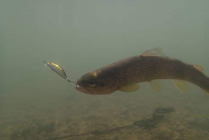 truite du jura prise du bout des levres sur un phoxy minnow hw 50 en coloris T05 natural trout