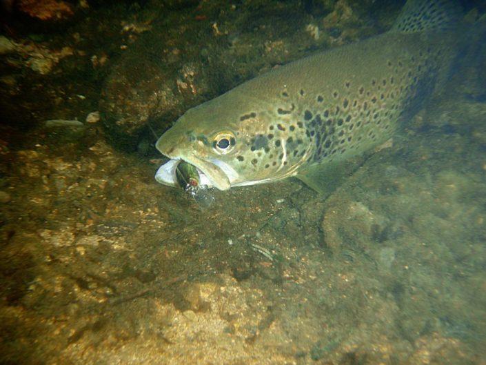 truite fario prise avec un phoxy minnow sakura par fred faivre