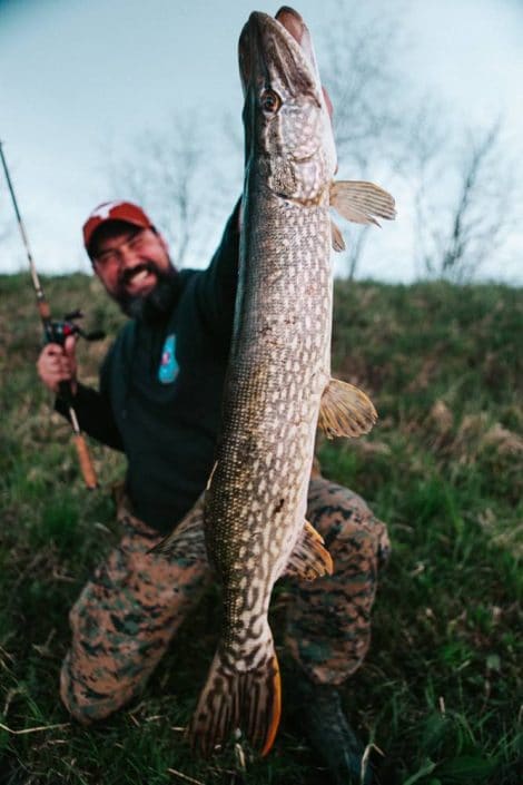 nice pike caught by dario in croatia