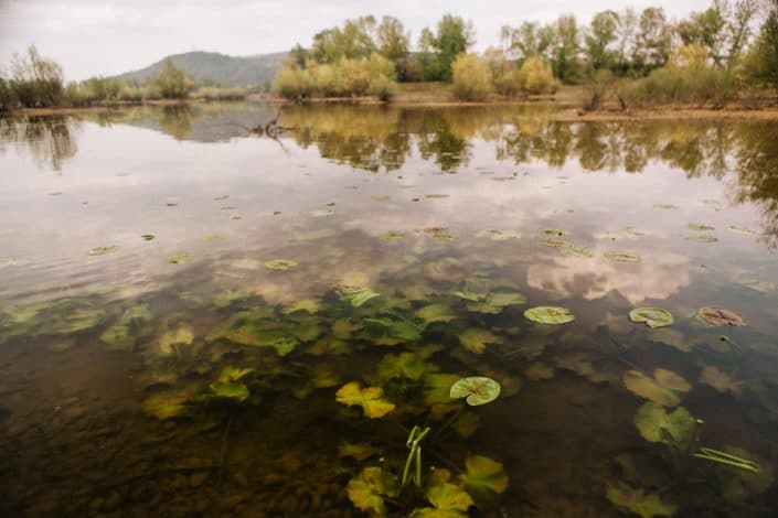 plan d'eau avec herbiers et nenuphars