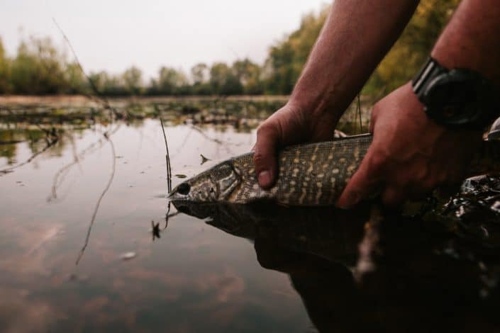 sakura fishing pike catch and release