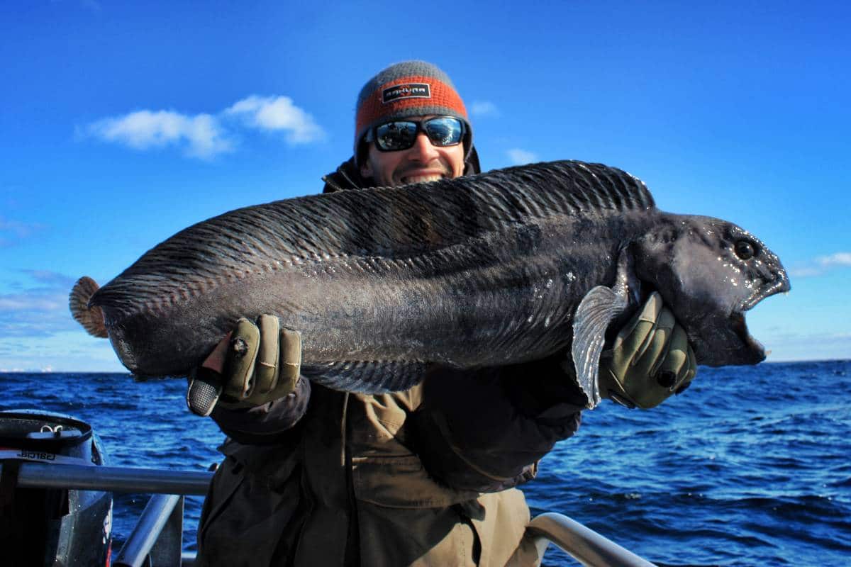 Un étrange poisson pêché en Norvège à 800 mètres de fond - Voile